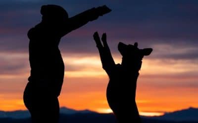 How To Choose A Pet Crematorium