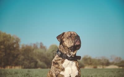 Pet Cremation Gold Coast & Brisbane