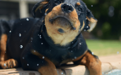How To Help Your Pet Stay Cool