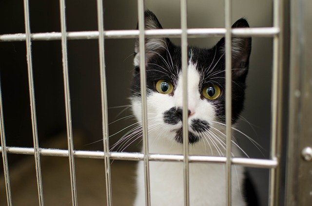 cat in cage at vet after chocolate poisoning cat in cage at vet after chocolate poisoning