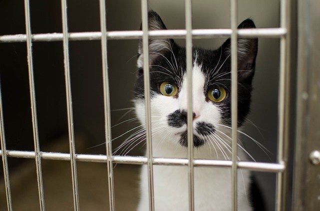 cat in cage at vet after chocolate poisoning