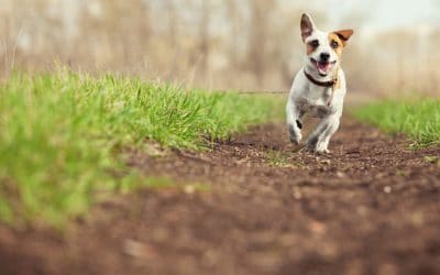 Questions To Ask When Getting A Pet Cremated