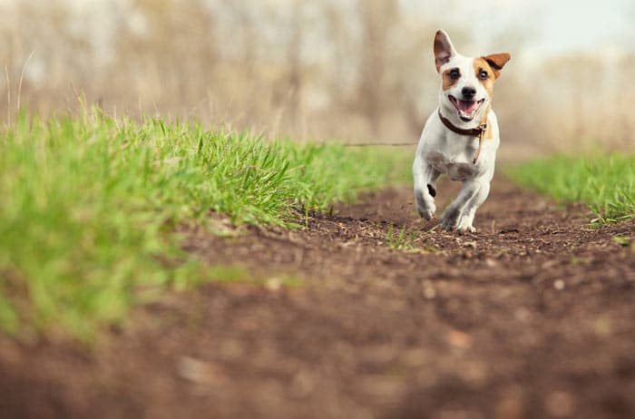 Dog Running Free On A Field — Pet Haven Animal Crematorium in Burleigh Heads, QLD