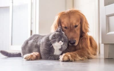 Understanding Pet Loss: Navigating Through Grief