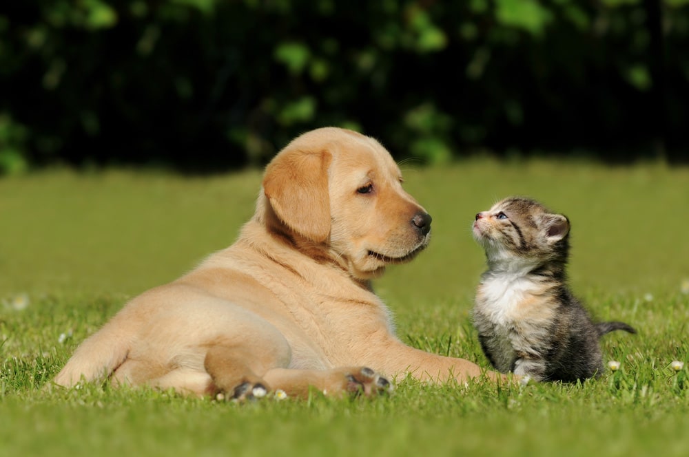 Dog And Cat On Grass Dog And Cat On Grass