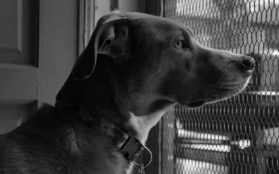 Pet Cremation: Navigating Funeral Service Options