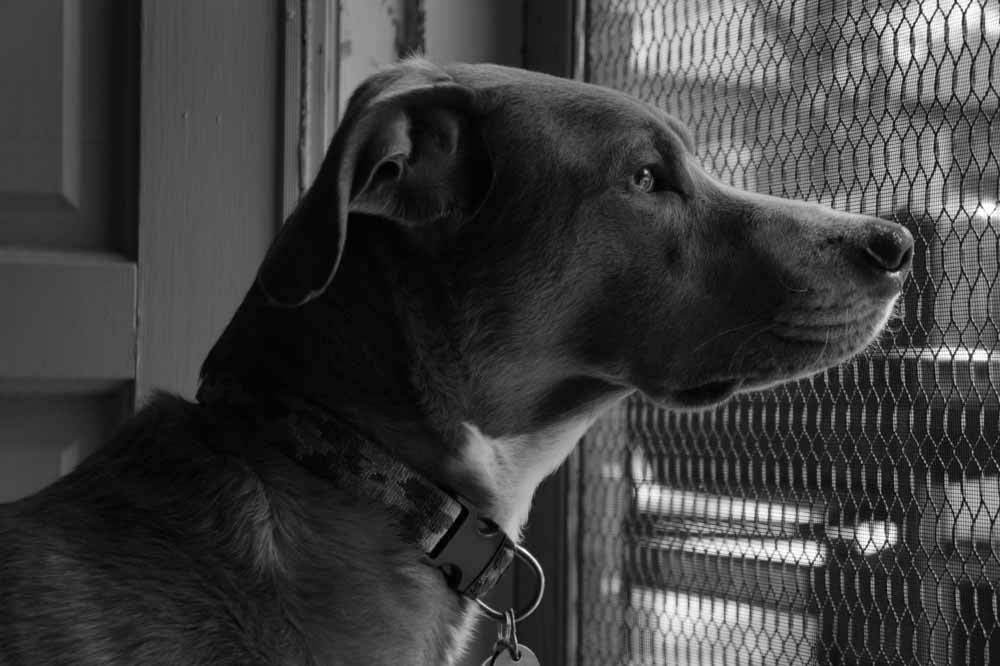 Pet deals remains options